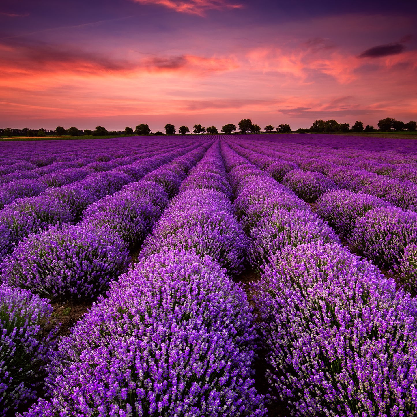 
                  
                    Lavender Body Butter
                  
                