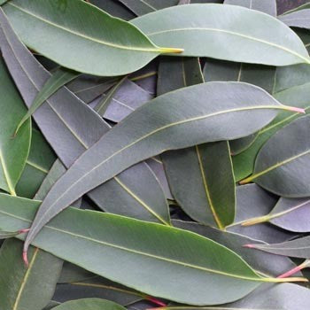 
                  
                    Lemon Eucalyptus Essential Oil
                  
                
