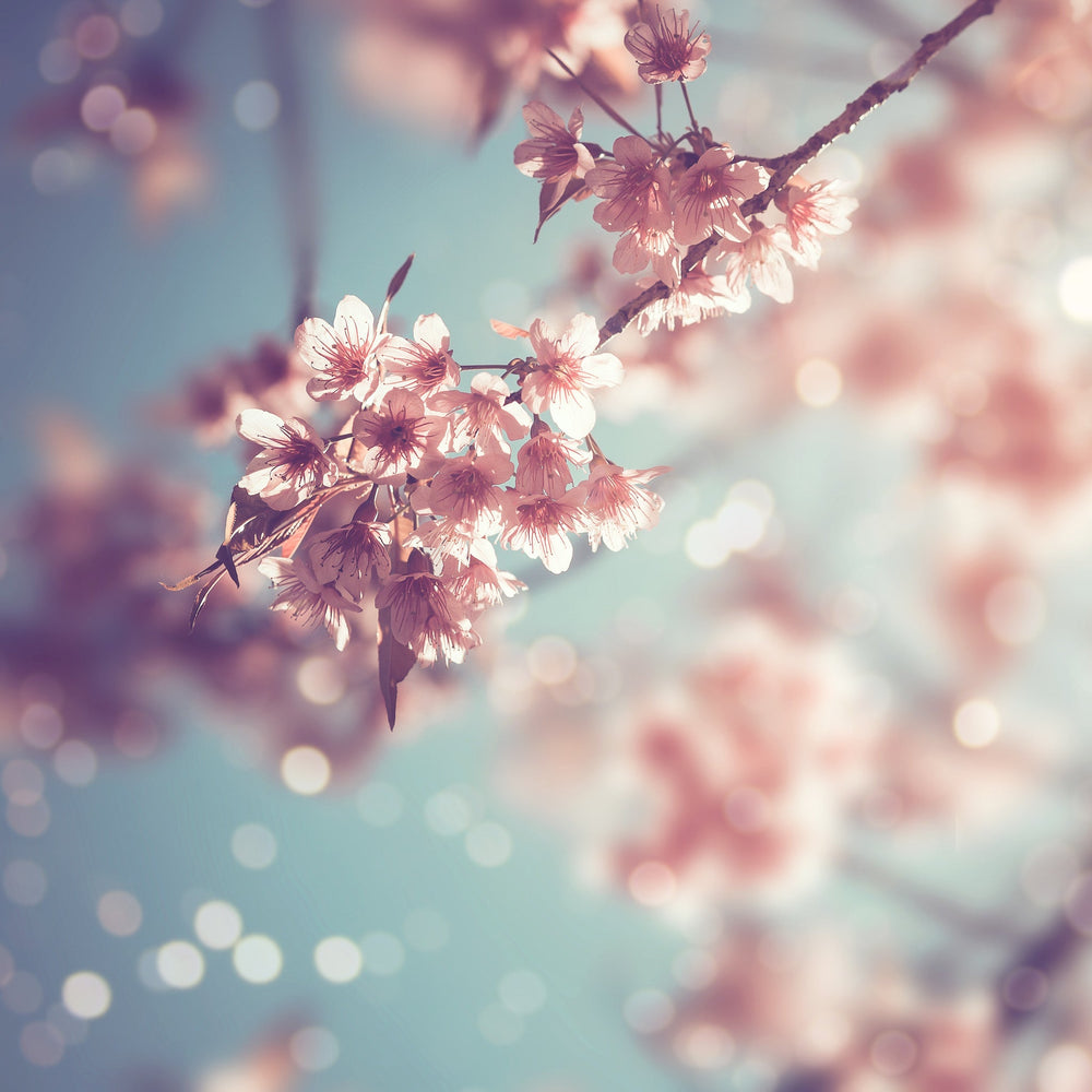
                  
                    Nectarine Blossom & Honey Bath Soak
                  
                