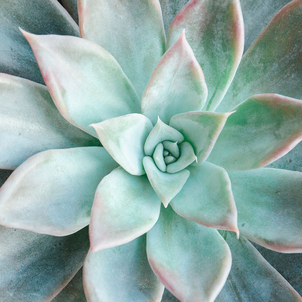 Lush Succulent Bath Soak