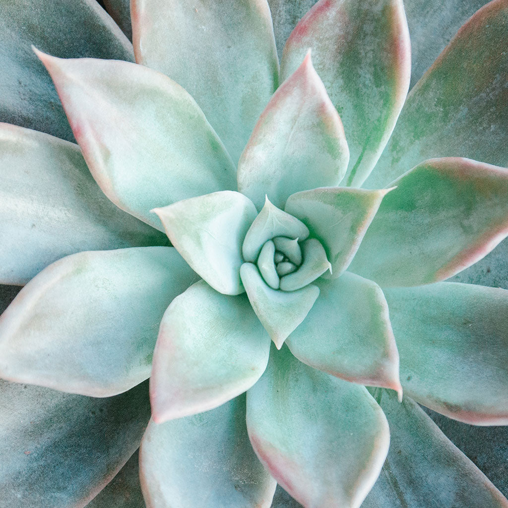 Lush Succulent Bath Soak