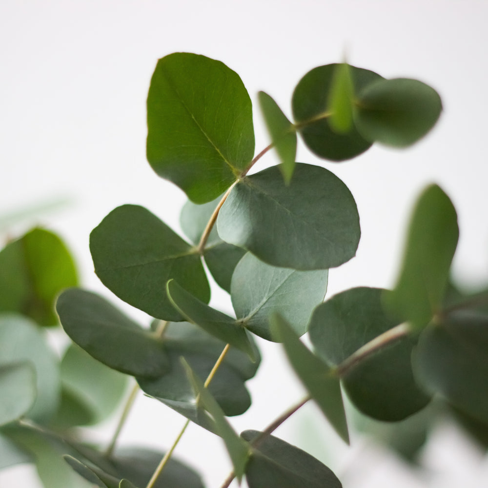 Eucalyptus Essential Oil