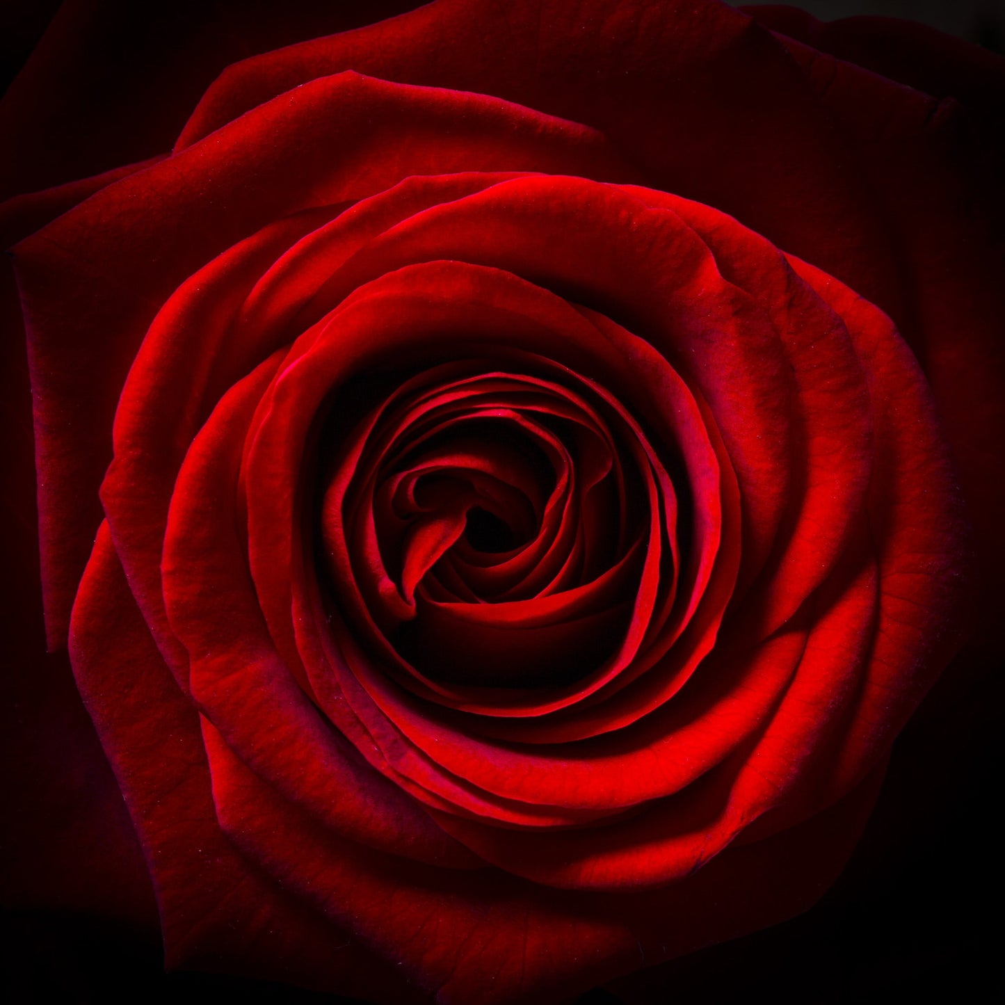 
                  
                    Red Roses Bath Soak
                  
                