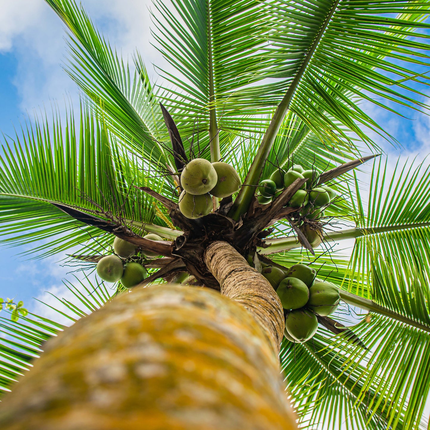 
                  
                    Bahama Coconut Body Lotion
                  
                