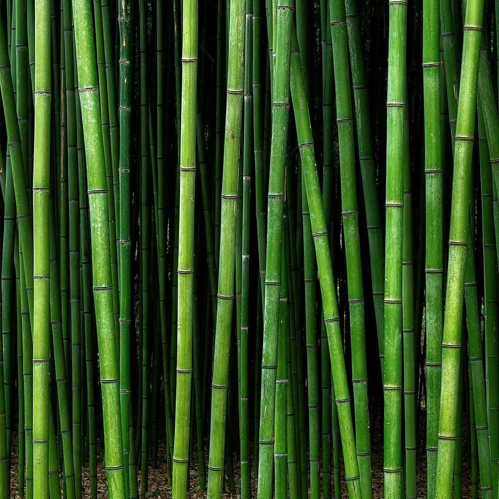 
                  
                    Bamboo Cypress Sugar Scrub
                  
                