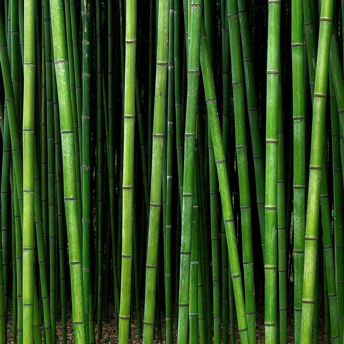 
                  
                    Bamboo Cypress Bath Soak
                  
                