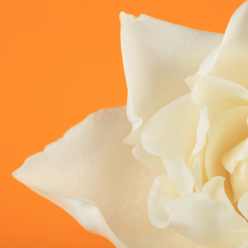 
                  
                    Gardenia Sugar Scrub
                  
                