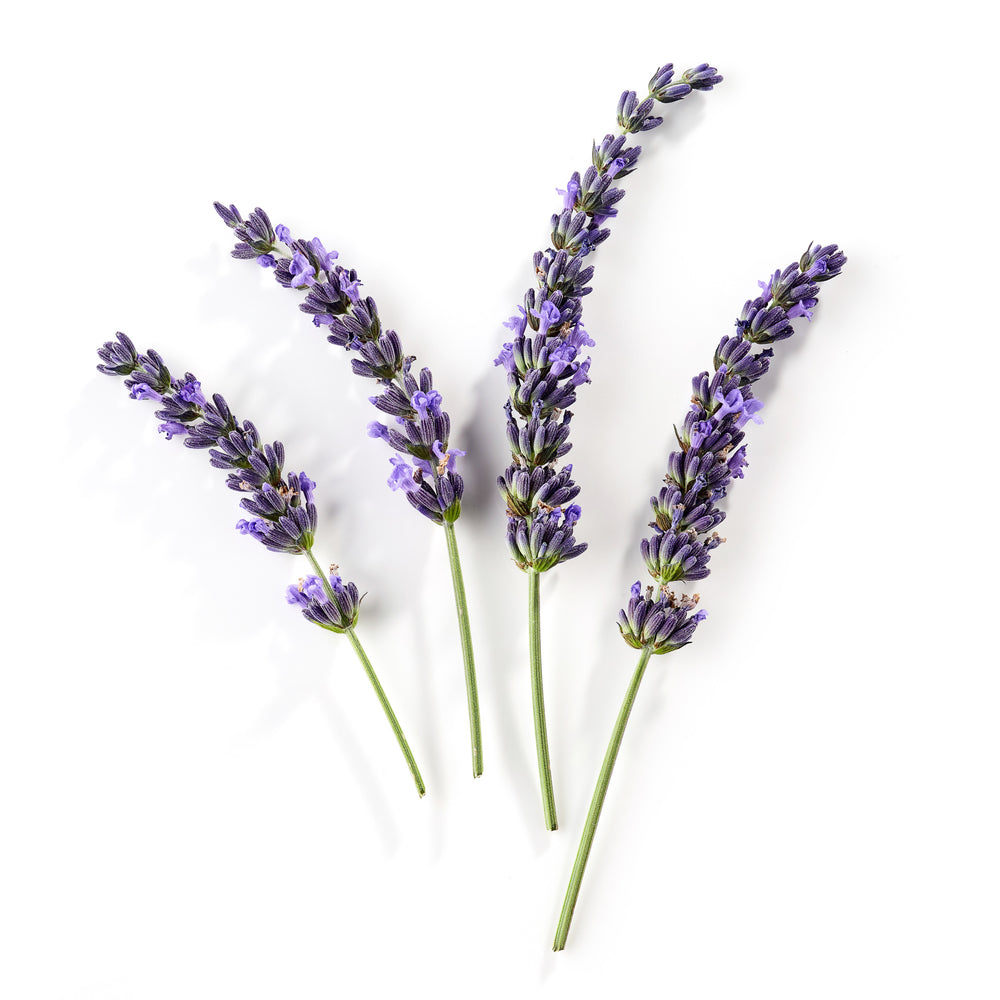 
                  
                    Lavender Essential Oil
                  
                