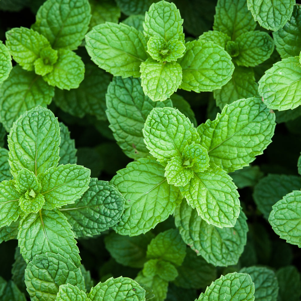 Peppermint Essential Oil