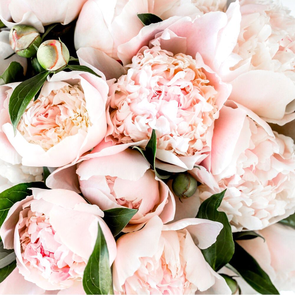 
                  
                    Pink Peony Body Oil
                  
                
